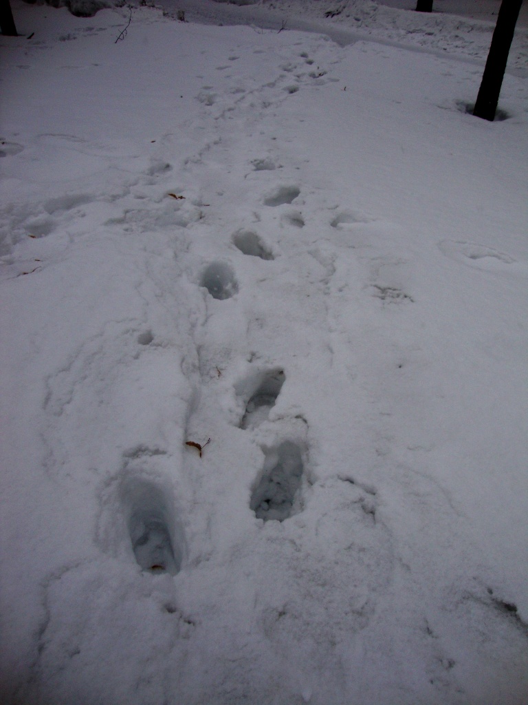 Path over snow DSC06575 by annelis