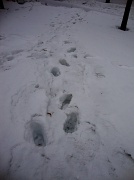 24th Mar 2011 - Path over snow DSC06575