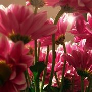 26th Mar 2011 - flowers
