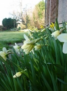 26th Mar 2011 - under the kitchen window