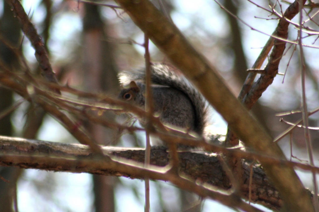 Skittish Squirrel by hjbenson