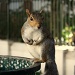 Decision time: nuts or escape? by eleanor