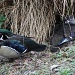 Mr & Mrs Wood Duck by natsnell