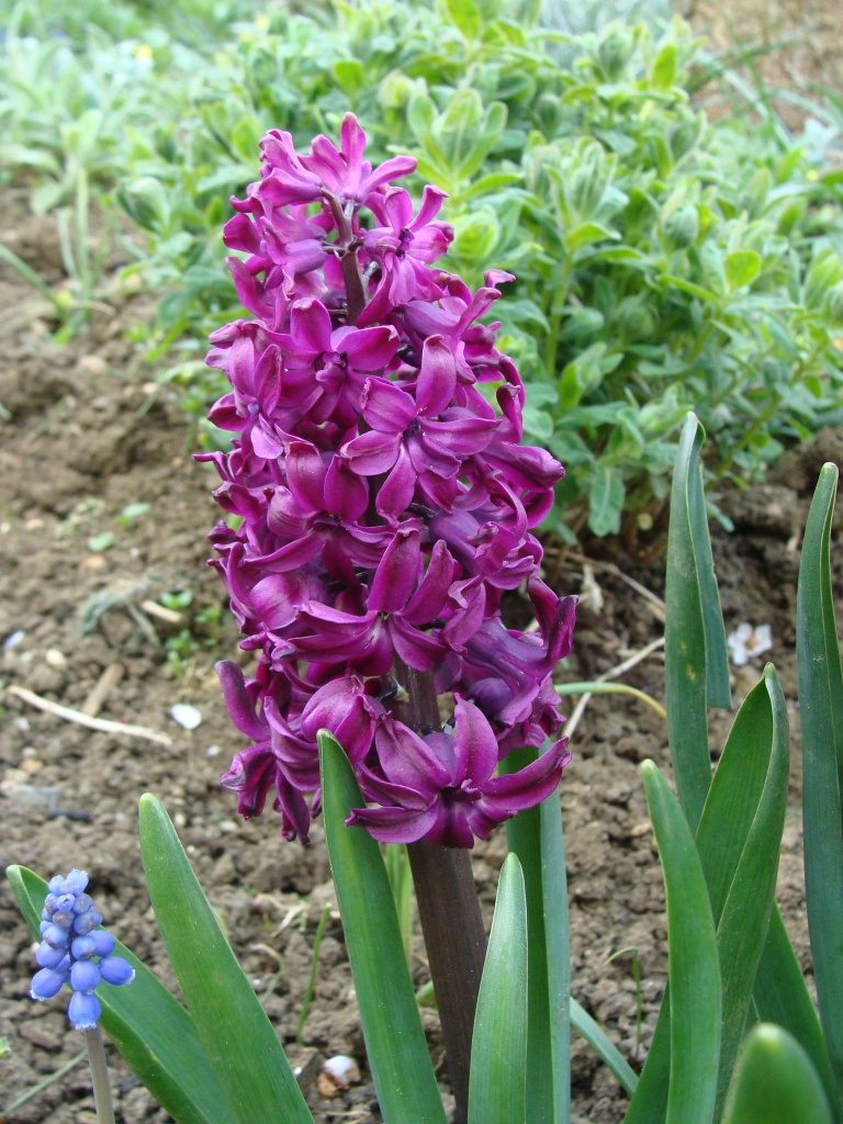 Purple hyacinth by busylady