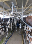 25th Mar 2011 - Milking