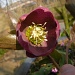 Early Spring flowers - Heleborus by pyrrhula