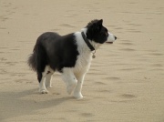 19th Mar 2010 - Blue the dog, at the beach