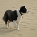 Blue the dog, at the beach by manek43509