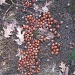 Rorschach Acorns by hbdaly