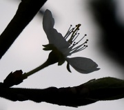 27th Mar 2011 - Plum Blossom