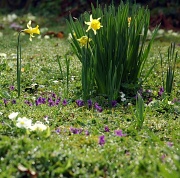 26th Mar 2011 - Spring grass