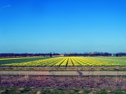 27th Mar 2011 - Bulb fields