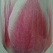 Tulip glass 1 by miranda