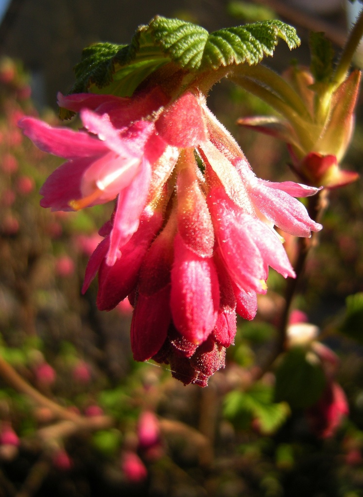 Early spring flower- Ribes by pyrrhula
