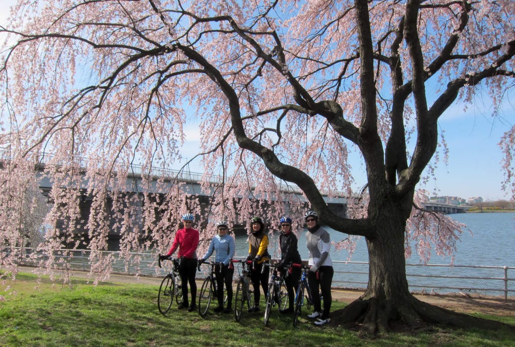 Babes on Bikes' First Cherry Blossom Ride 2011 by jbritt