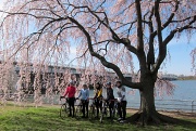 25th Mar 2011 - Babes on Bikes' First Cherry Blossom Ride 2011