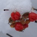 365-DSC00005 Red berries by annelis