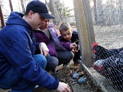 27th Mar 2011 - Feeding Chickens