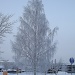 365-DSC00010 Frosty birch by annelis