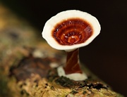 28th Mar 2011 - rainforest fungus - at last a positive to all the wet weather we've been experiencing