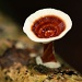 rainforest fungus - at last a positive to all the wet weather we've been experiencing by lbmcshutter