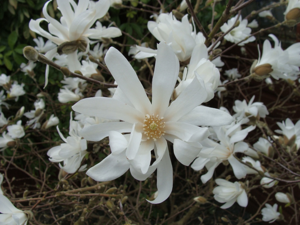 Magnolia stellata by busylady