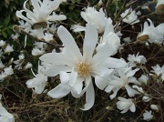 28th Mar 2011 - Magnolia stellata