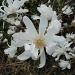 Magnolia stellata by busylady