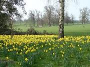 27th Mar 2011 - Daffodils at Wimpole Hall