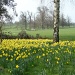 Daffodils at Wimpole Hall by busylady