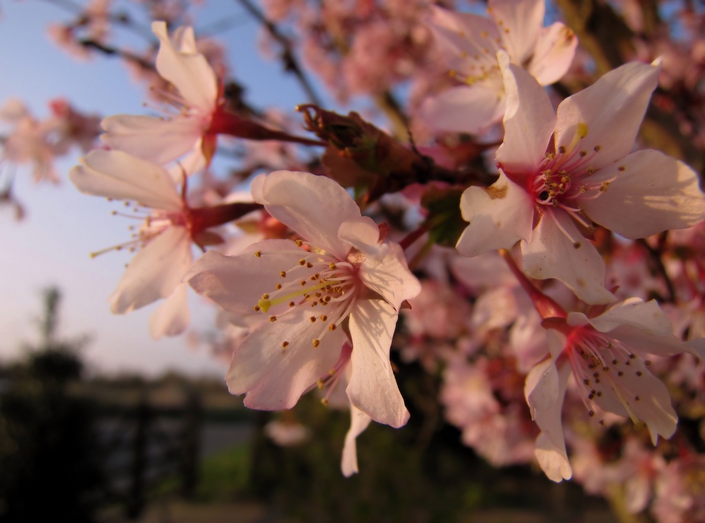 Mum's Cherry Blossom by itsonlyart