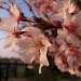 Mum's Cherry Blossom by itsonlyart