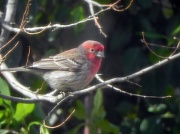 28th Mar 2011 - Male House Finch