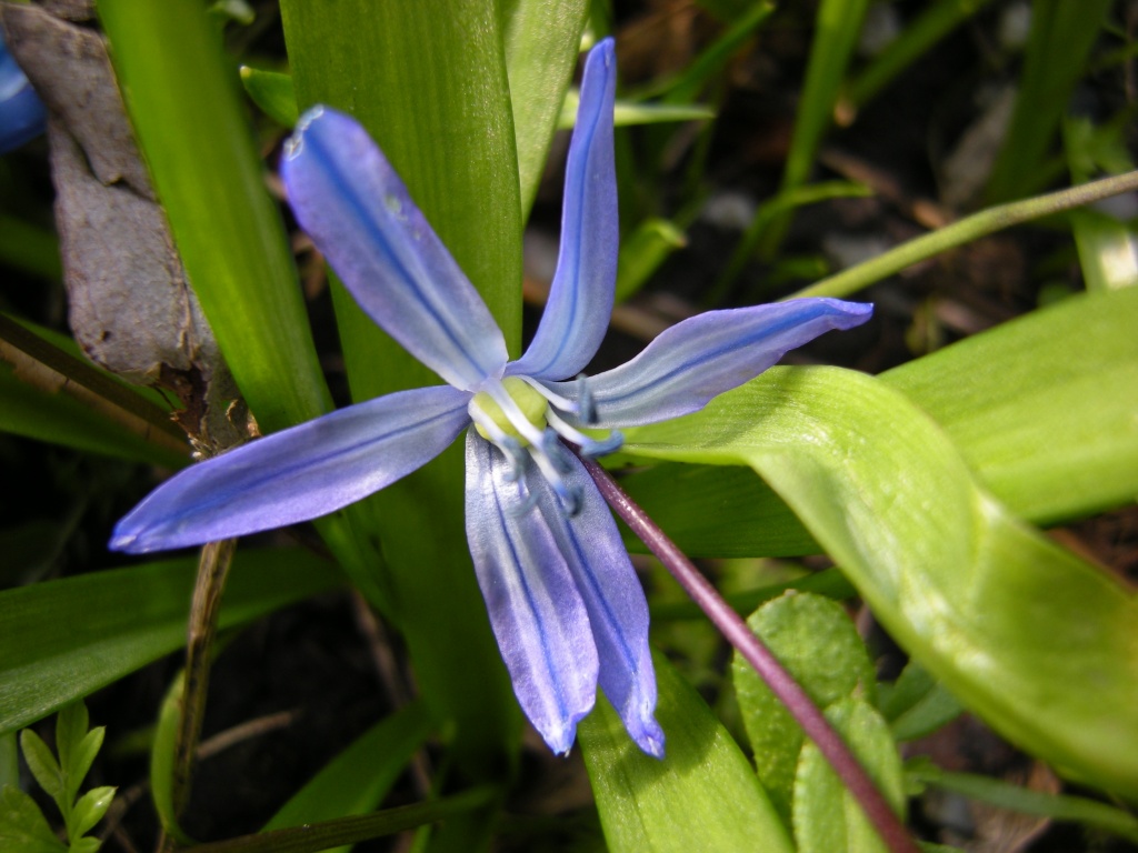 Early spring flower 3 - Scilla sibirica by pyrrhula