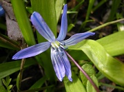 29th Mar 2011 - Early spring flower 3 - Scilla sibirica