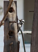 21st Mar 2011 - Downy  Woodpecker