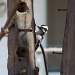 Downy  Woodpecker by brillomick