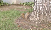 28th Mar 2011 - Squirrel!