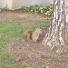 Squirrel! by msfyste
