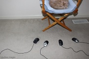 28th Mar 2011 - A Game of ‘Cat and Mouse’