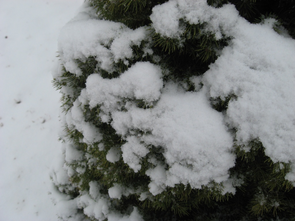 Small Alberta Spruce after a snowfall by mittens