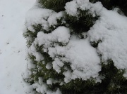 29th Mar 2011 - Small Alberta Spruce after a snowfall