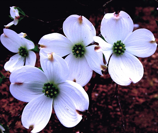 Dogwood Blossoms by Beth · 365 Project