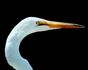 29th Mar 2011 - Profile of a Great White Egret