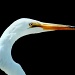 Profile of a Great White Egret by rrt