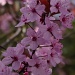 Blossom by karendalling