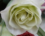 22nd Mar 2011 - The Milk-white rose
