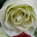 The Milk-white rose by kdrinkie