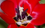 29th Mar 2011 - Tulip