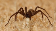 29th Mar 2011 - Huntsman Spider
